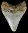 Juvenile Megalodon Tooth - North Carolina #59159-2